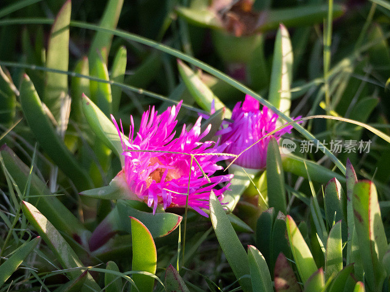 开花猪脸植物- Carpobrotus Rossii